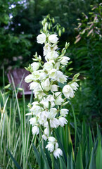 Evergreen Garden Yucca (Yucca filamentosa), white delicate flower close-up. Garden, park...
