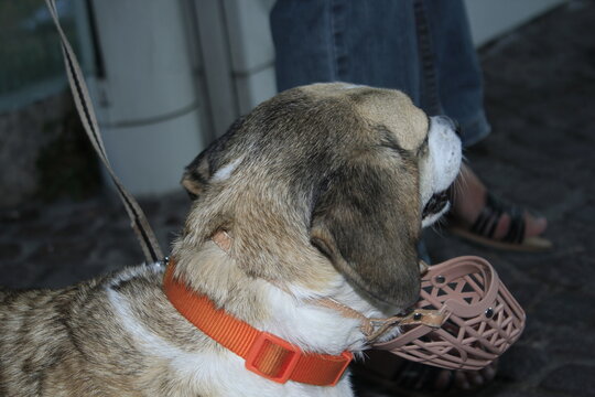 A dog looking around him, with a pink baskerville.