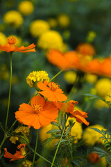 Beautiful orange cosmos flowers with green leaves are blooming in the garden. orange flower stock images