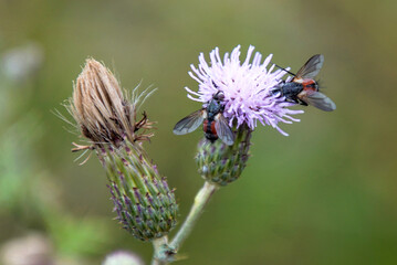 Rotgefleckte Raupenfliegen auf Distelblüten