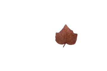 Autumn leaf on an isolated white background.