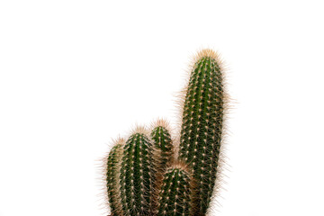 Green cacti on white isolated background. Exotic plants.