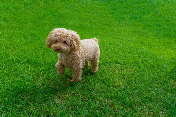 Adorable pet in the grass