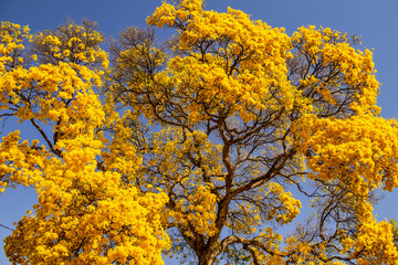 Detalhe de um ipê amarelo florido com céu azul ao fundo.