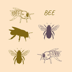 Bee illustration vector