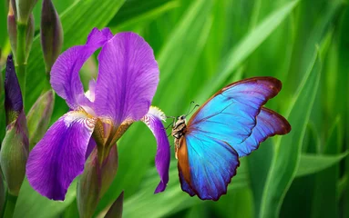 Zelfklevend Fotobehang beautiful blue morpho butterfly on iris flower © Oleksii