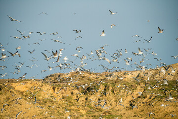 Flock of seagulls taking flight in a mountainous area near the coast