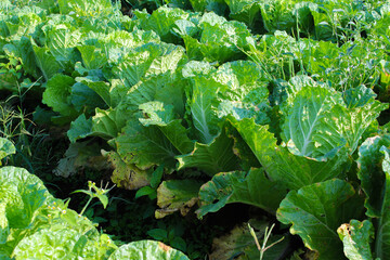 Naklejka premium Fresh green Chinese cabbage or Napa Cabbage in the fields in the morning ready to harvest by Indonesian local farmers.