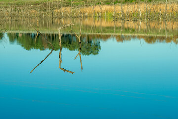 reflection of branches and trunks on the surface of a freshwater lake