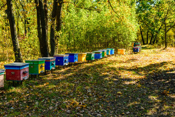 Multicolored bee hives at apiary in the forest
