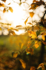 autumn leaves on the tree