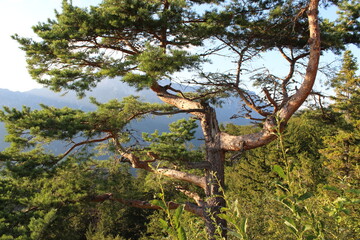 Fototapeta premium Alpenbaum
