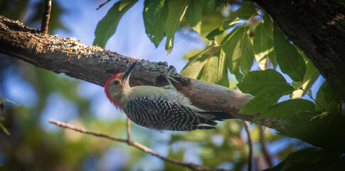 Male red-bellied woodpecker hanging onto a branch