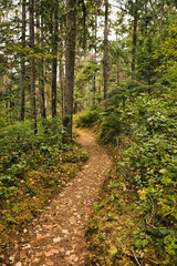 Fototapeta premium Hiking trail along the Scenic lady falls in the Canadian wilderness. Taken in Vancouver Island, British Columbia, Canada.