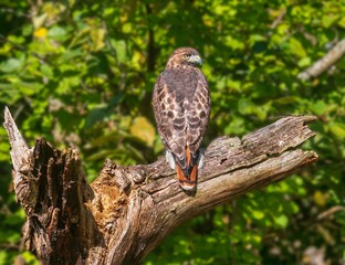 Adult red-tailed hawk looking over its shoulder