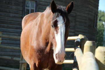 Closeup Of A Horse, Fort Edmonton Park, Edmonton, Alberta