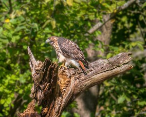 Adult red-tailed hawk looking alertly to the left