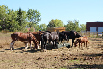Naklejka na ściany i meble Feeding Horses, Fort Edmonton Park, Edmonton, Alberta