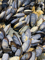Colony of clams of mussels on rocks in the wild, during law tide. 