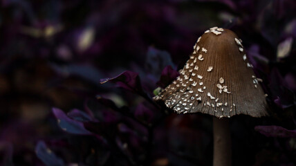 brown mushroom purple background