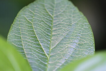 Leaf