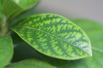 leaf