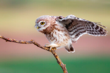 Little owl. Colorful nature background. Athene noctua.  