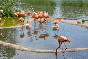 flamingos in the water