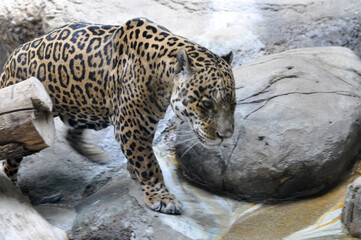 leopard