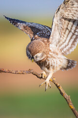 Little owl. Colorful nature background. Athene noctua.  