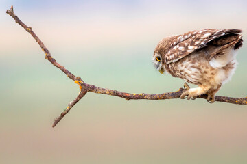 Little owl. Colorful nature background. Athene noctua.  