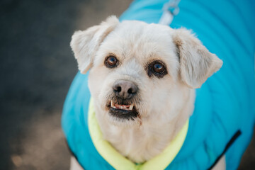 White dog with a blue sleeveless jacket