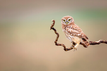 Little owl. Colorful nature background. Athene noctua.  