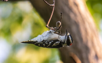 Male eastern downy woodpecker perched upside down on a branch