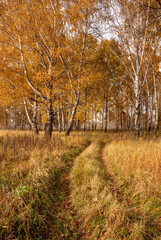 Fototapeta premium Autumn black white birch tree forrest landscape
