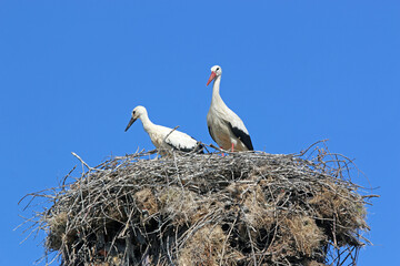 storks in the nest	