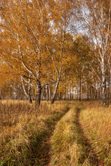 Autumn black white birch tree forrest landscape