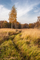 Obraz premium Autumn black white birch tree forrest landscape