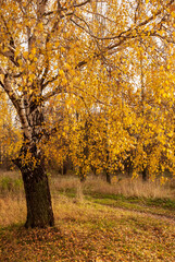 Fototapeta premium Autumn black white birch tree forrest landscape