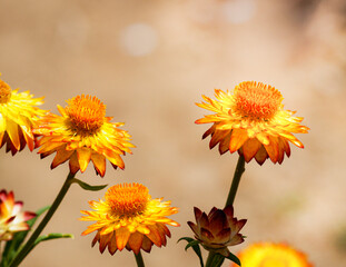 Summer background. Close-up of yellow flowers in the sun on a beige background bokeh. Copyspace.