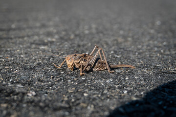 Close up of large grasshopper or locust in on asphalt roadway.