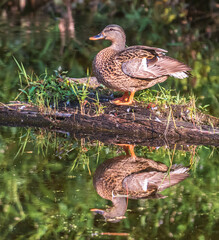 Female mallard duck on a fallen log