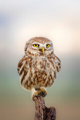Little owl. Colorful nature background. Athene noctua.  
