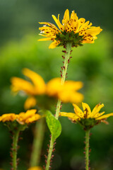 Box Elder Nymph bugs on a false sunflower stem and flower.  Macro with selective exposure bokeh.