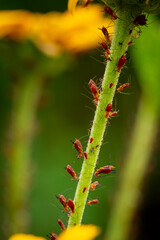 Box Elder Nymph bugs on a false sunflower stem and flower.  Macro with selective exposure bokeh.