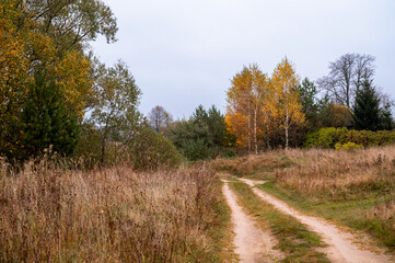 Fototapeta na wymiar Country autumn landscape in central Russia. Rural road, field with dry plants and birch trees with yellow leaves