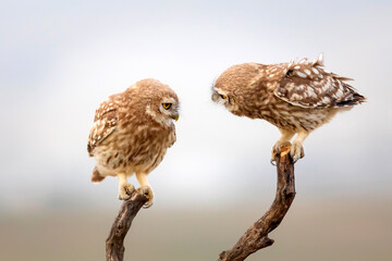 Little owl. Colorful nature background. Athene noctua.  