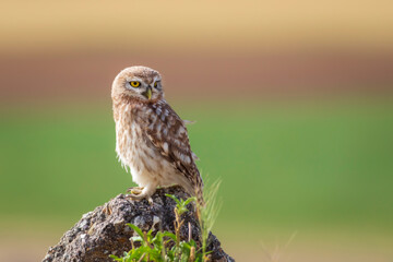 Little owl. Colorful nature background. Athene noctua.  