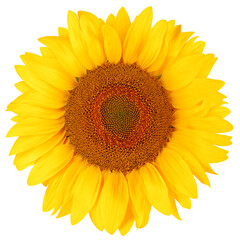 sunflower, isolated on white background, full depth of field, clipping path