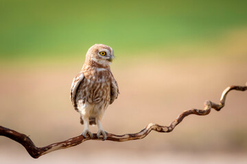 Little owl. Colorful nature background. Athene noctua.  